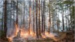 Massive Forest Fires and Mitigating Stratigies in New Arena: A Case Study - IJERT