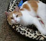 Feline Forum - Cat Welfare Ohio
