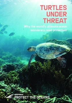 TURTLES UNDER THREAT Why the world's ultimate ocean wanderers need protection