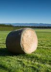 FOOD & FIBRE SKILLS ACTION PLAN 2019-2022 - MPI