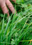 FOOD & FIBRE SKILLS ACTION PLAN 2019-2022 - MPI