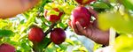 FOOD & FIBRE SKILLS ACTION PLAN 2019-2022 - MPI