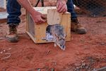 Saving the Bilby, One Step at a Time - Australian Wildlife Society