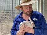 Saving the Bilby, One Step at a Time - Australian Wildlife Society