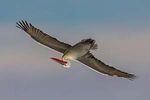 Dalmatian Pelicans and Big Birds of Bulgaria - Joseph Van Os Photo Safaris