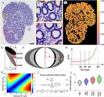 A shape adjusted ellipse approach corrects for varied axonal dispersion angles and myelination in primate nerve roots