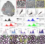 A shape adjusted ellipse approach corrects for varied axonal dispersion angles and myelination in primate nerve roots