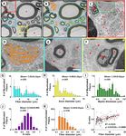 A shape adjusted ellipse approach corrects for varied axonal dispersion angles and myelination in primate nerve roots