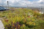 Multifunctionality of the Urban Horticulture - Giorgio PROSDOCIMI GIANQUINTO Research Centre in Urban Environment for Agriculture and Biodiversity ...