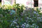 Multifunctionality of the Urban Horticulture - Giorgio PROSDOCIMI GIANQUINTO Research Centre in Urban Environment for Agriculture and Biodiversity ...