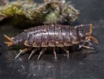 Some recent observations of woodlice (Isopoda: Oniscidea), millipedes (Diplo- poda) and centipedes (Chilopoda) from artificially heated ...