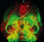 Old Habit-Controlling Neurons May Also Help the Brain Learn