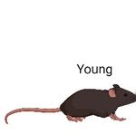 Ketogenic diet restrains aging-induced exacerbation of coronavirus infection in mice - eLife