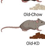 Ketogenic diet restrains aging-induced exacerbation of coronavirus infection in mice - eLife