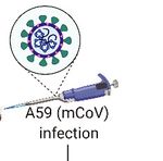 Ketogenic diet restrains aging-induced exacerbation of coronavirus infection in mice - eLife