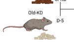 Ketogenic diet restrains aging-induced exacerbation of coronavirus infection in mice - eLife