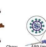 Ketogenic diet restrains aging-induced exacerbation of coronavirus infection in mice - eLife