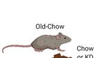 Ketogenic diet restrains aging-induced exacerbation of coronavirus infection in mice - eLife