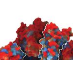 THE DREAM VACCINE WHY STOP AT JUST SARS-COV-2? VACCINES IN DEVELOPMENT AIM TO PROTECT AGAINST MANY CORONAVIRUSES AT ONCE - INSTITUTE FOR PROTEIN ...