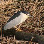 Folkestone and Hythe Birds Tetrad Guide: TR13 C (West Hythe Dam, Port Lympne and Lympne Old Airfield)