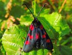 Folkestone and Hythe Birds Tetrad Guide: TR13 C (West Hythe Dam, Port Lympne and Lympne Old Airfield)