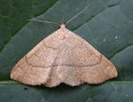 Folkestone and Hythe Birds Tetrad Guide: TR13 C (West Hythe Dam, Port Lympne and Lympne Old Airfield)