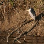 Folkestone and Hythe Birds Tetrad Guide: TR13 C (West Hythe Dam, Port Lympne and Lympne Old Airfield)