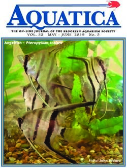 AQUATICA - Photo: John Todaro - Angelfish - Pteropyllum scalare - JUNE 2019 No. 5 Photo: John Todaro Angelfish ...