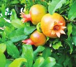 ALBERTA NEWS - Alberta Jewish News