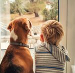 Pets and the Pandemic - A social research snapshot of pets and people in the COVID-19 era - Animal Medicines Australia