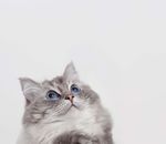 Pets and the Pandemic - A social research snapshot of pets and people in the COVID-19 era - Animal Medicines Australia