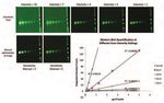 Application Guide Good Westerns Gone Bad Tips to Make Your Near-Infrared Western Great - LI-COR Biosciences