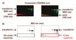 Application Guide Good Westerns Gone Bad Tips to Make Your Near-Infrared Western Great - LI-COR Biosciences