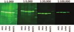 Application Guide Good Westerns Gone Bad Tips to Make Your Near-Infrared Western Great - LI-COR Biosciences