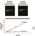 Application Guide Good Westerns Gone Bad Tips to Make Your Near-Infrared Western Great - LI-COR Biosciences