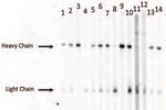 Application Guide Good Westerns Gone Bad Tips to Make Your Near-Infrared Western Great - LI-COR Biosciences