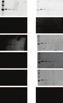 Application Guide Good Westerns Gone Bad Tips to Make Your Near-Infrared Western Great - LI-COR Biosciences