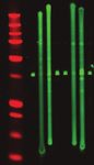 Application Guide Good Westerns Gone Bad Tips to Make Your Near-Infrared Western Great - LI-COR Biosciences