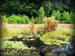 2021-2025 Delaware Wetland Program Plan - A guidance for building a State of Delaware comprehensive wetland program - EPA