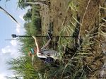 2021-2025 Delaware Wetland Program Plan - A guidance for building a State of Delaware comprehensive wetland program - EPA