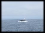 WHALE WATCHING OFF THE PACIFIC COAST OF CANADA AND AMERICA