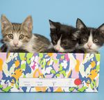 Service Packet - Arizona Humane Society
