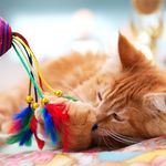 Service Packet - Arizona Humane Society