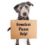 Service Packet - Arizona Humane Society