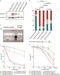 The FANCM:p.Arg658* truncating variant is associated with risk of triple-negative breast cancer