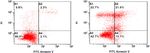 Induction of apoptosis and cell cycle arrest by chloroform fraction of Juniperus phoenicea and chemical constituents analysis