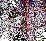 Researcher uses decomposition fungi to create patterns in wood - Phys.org