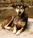 New Hope in Nepal Curing canines in Kathmandu