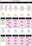 Establishing and maintaining fertility: the importance of cell cycle arrest