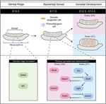 Establishing and maintaining fertility: the importance of cell cycle arrest